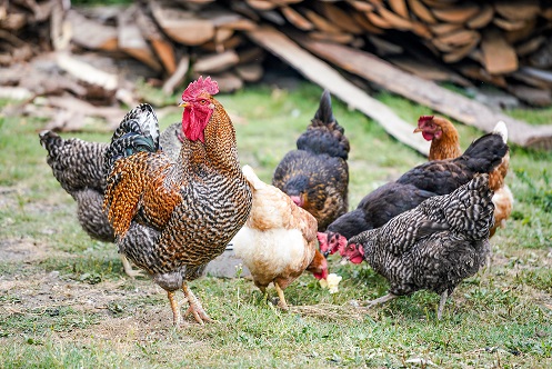 FERME INTEGREE DU KIVU : Elevage des poules pondeuses et fabrication des provendes pour bétails